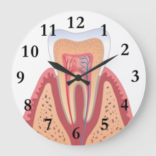 TOOTH STRUCTURE LARGE CLOCK