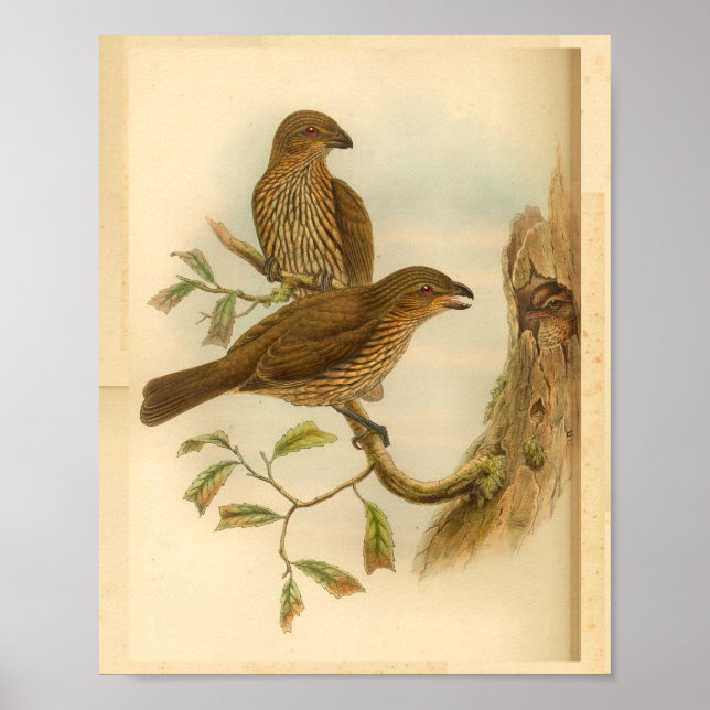Toothed Billed Bower Bird Brown Vintage Print (Front)