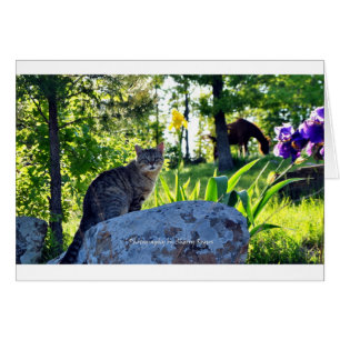 ~ Top Cat sur Rock~