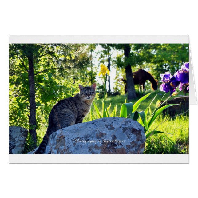 ~ Top Cat sur Rock~ (Devant horizontal)