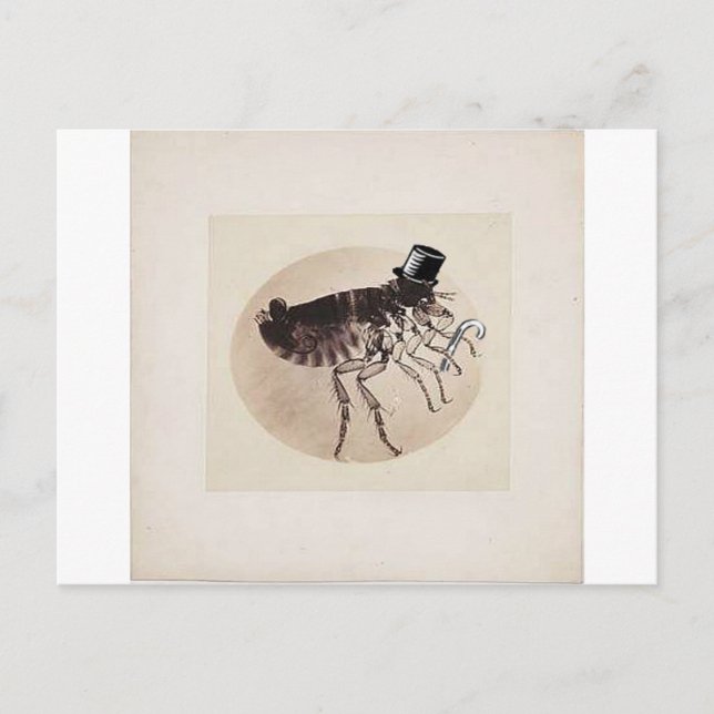 Top Hat and Cane Flea Postcard (Front)