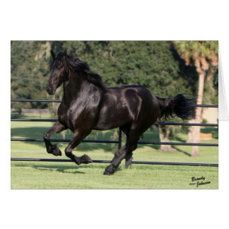 Top Hat Friesians