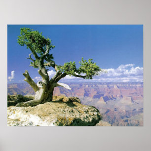 Top O' The Canyon Poster