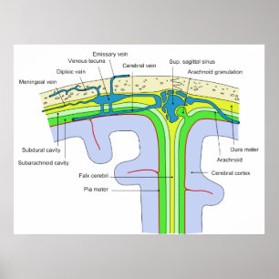 Top of the Skull Showing the Brain Membranes Poster