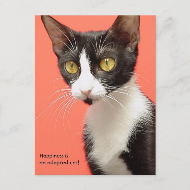 Topenga - Le bonheur est un chat adopté ! Carte po (Devant)