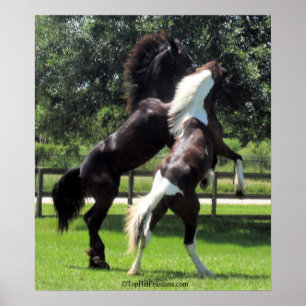 TopHatFriesians.com Poster