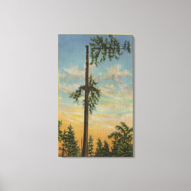 Topping Giant Spruce for 200 ft. Sailing Canvas Print (Front)