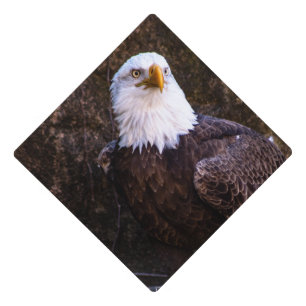 Toque De Diplômé Aigle de Bald