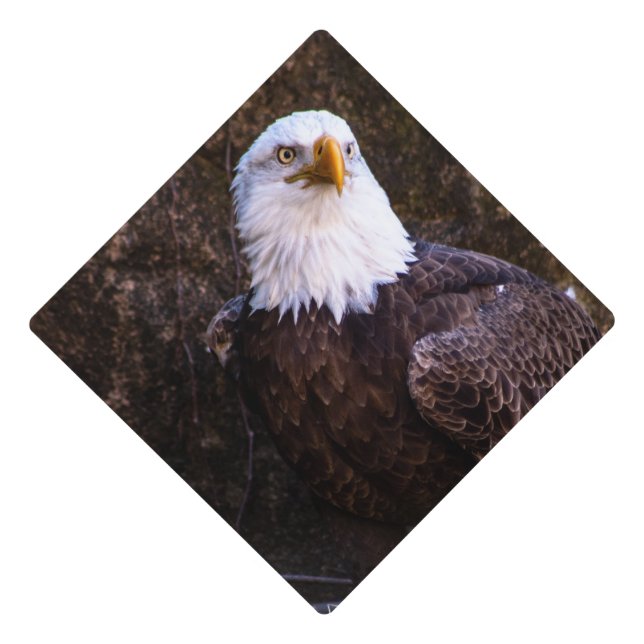 Toque De Diplômé Aigle de Bald (Devant)