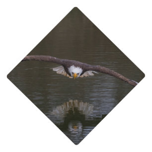 Toque De Diplômé Aigle de Bald en vol