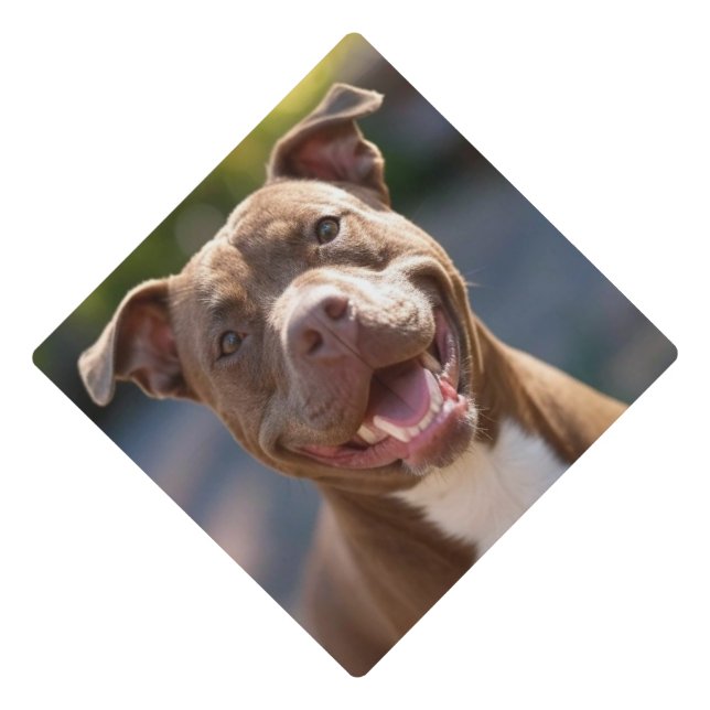 Toque De Diplômé Ajouter une Personnaliser photo Pit Bull (Devant)