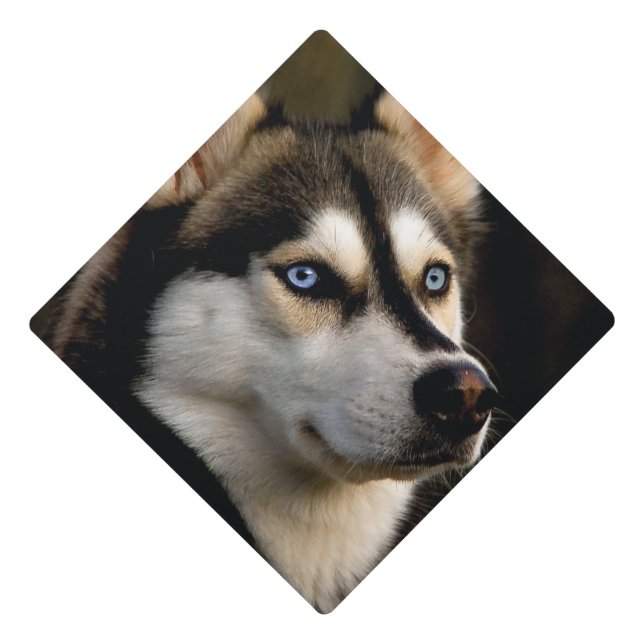 Toque De Diplômé Beau Oreiller Husky Lrow (Devant)