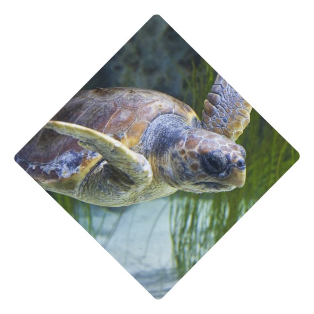 Toque De Diplômé Belle natation de tortue marine (Devant)