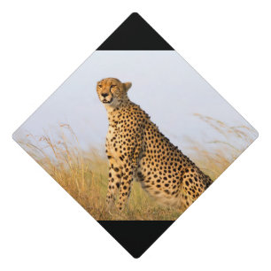Toque De Diplômé Cheetah