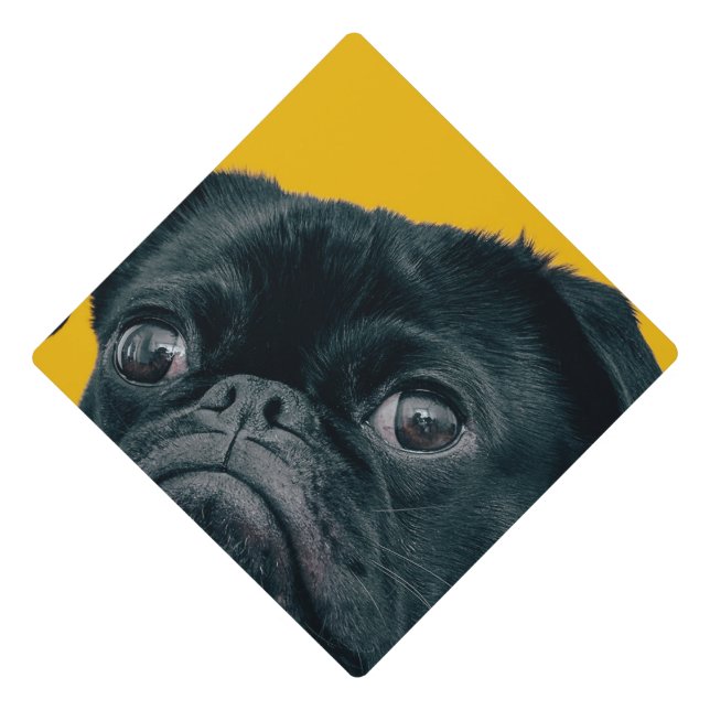 Toque De Diplômé chien jaune (Devant)