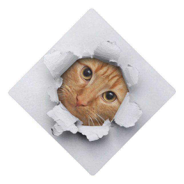 Toque De Diplômé Drôle Chat Éclater (Devant)