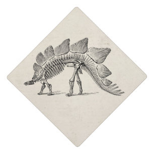 Toque De Diplômé Fossile de squelette de dinosaure Stégosaure