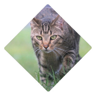 Toque De Diplômé Gabe