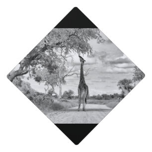 Toque De Diplômé Girafe sur la route