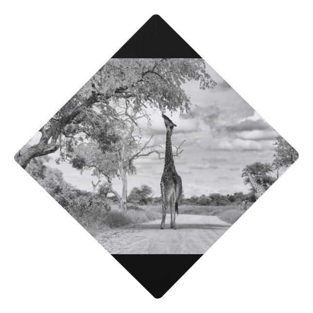 Toque De Diplômé Girafe sur la route (Devant)