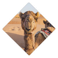 Gros plan sur Camel dans le désert d'Oman