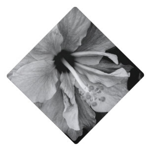 Toque De Diplômé Hibiscus