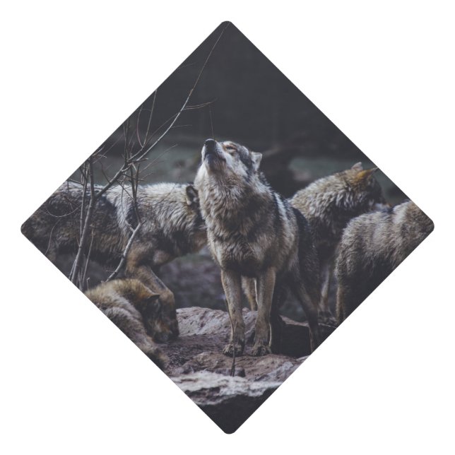 Toque De Diplômé Pack Wolf (Devant)
