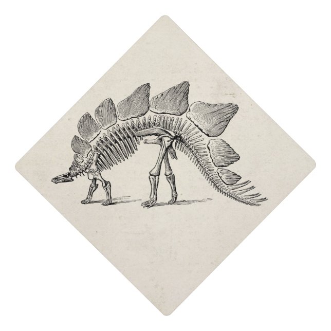 Toque De Diplômé Stegosaurus Dinosaure Squelette Fossile (Devant)