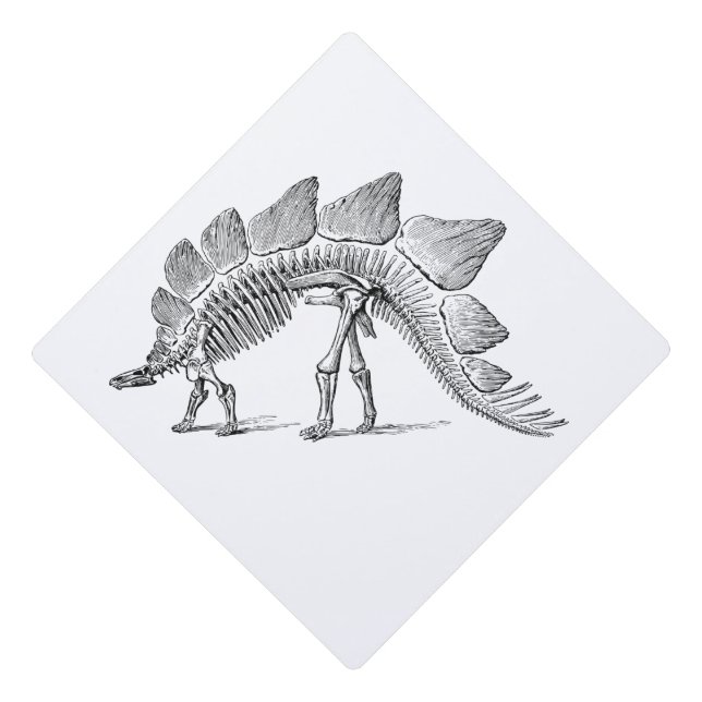 Toque De Diplômé Stegosaurus Dinosaure Squelette Fossile (Devant)