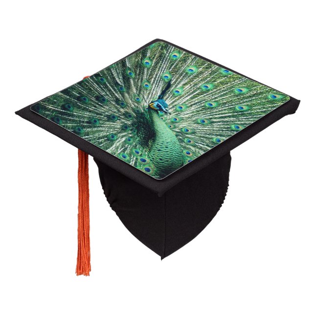 Toque De Diplômé Strut Peacock (Incliné)