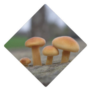 Toque De Diplômé Tabourets Tabourets Macro Graduation Cap Topper