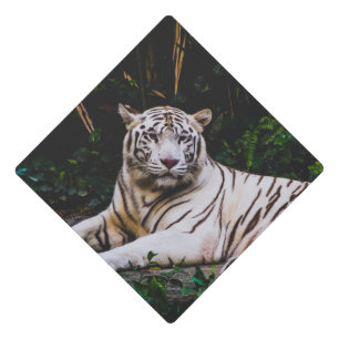 Toque De Diplômé Tigre
