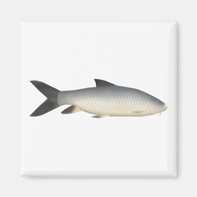 Tor Mahseer Magnet (Front)
