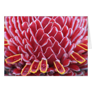 Torch Ginger des Rois