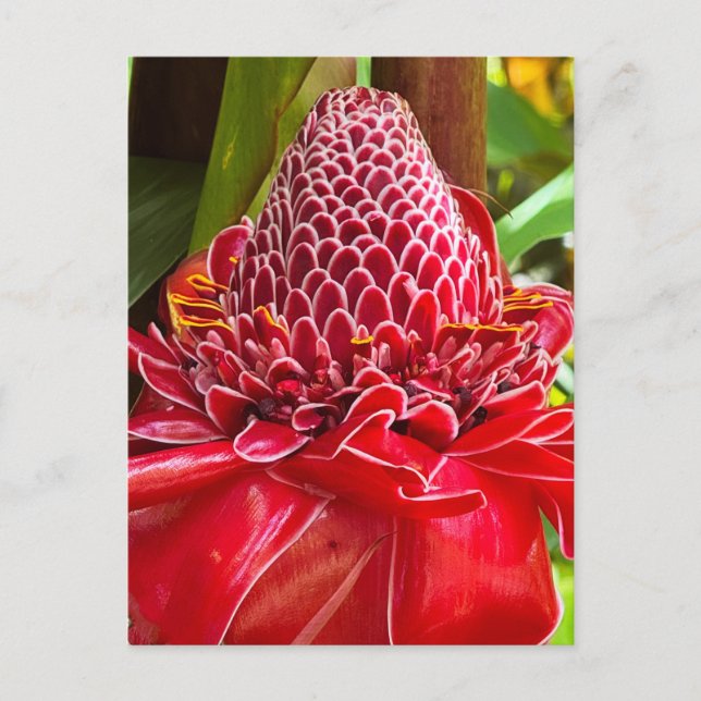 Torch Ginger  Postcard (Front)