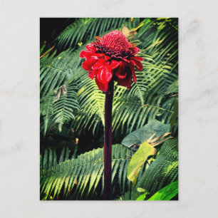 Torch Ginger  Postcard
