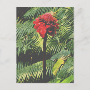 Torch Ginger Postcard