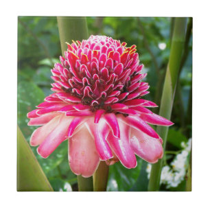 Torch Ginger tropical flower Tile