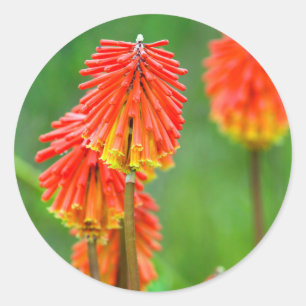 Torch Lily (Kniphofia Uvaria), Western Cape Classic Round Sticker