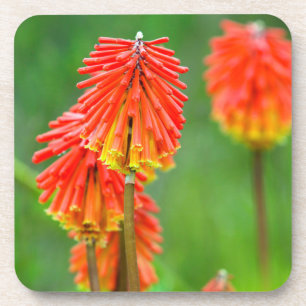 Torch Lily (Kniphofia Uvaria), Western Cape Coaster
