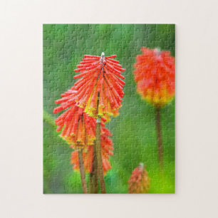 Torch Lily (Kniphofia Uvaria), Western Cape Jigsaw Puzzle
