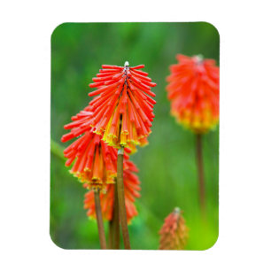 Torch Lily (Kniphofia Uvaria), Western Cape Magnet