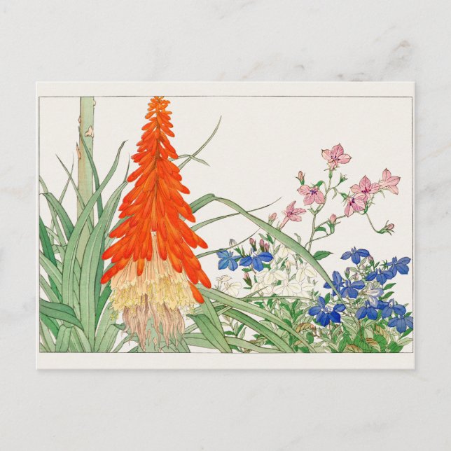 Torch lily, Lobelia by Tanigami Konan Postcard (Front)
