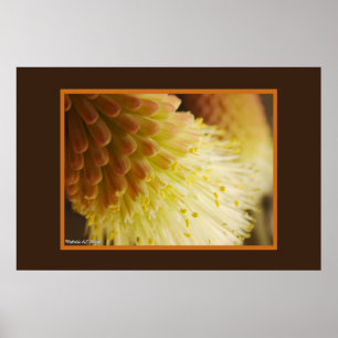 Torch Lily Poster
