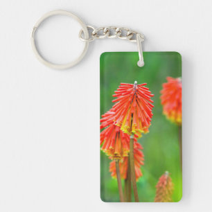 Torche Lily (Kniphofia Uvaria), Cap occidental