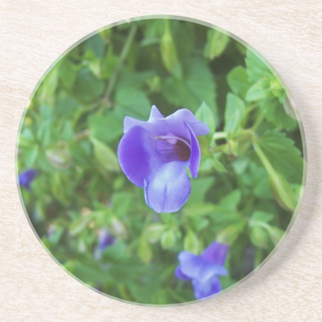 Torenia Coaster (Front)