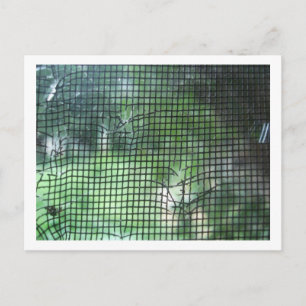 Torn Window Screen Postcard