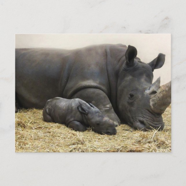 Toronto Zoo baby white rhino Postcard (Front)