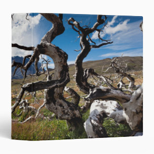 Torres del Paine National Park, fire damaged trees Binder