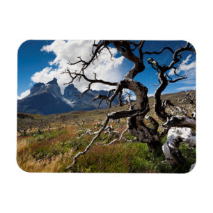 Torres del Paine National Park, fire damaged trees Magnet